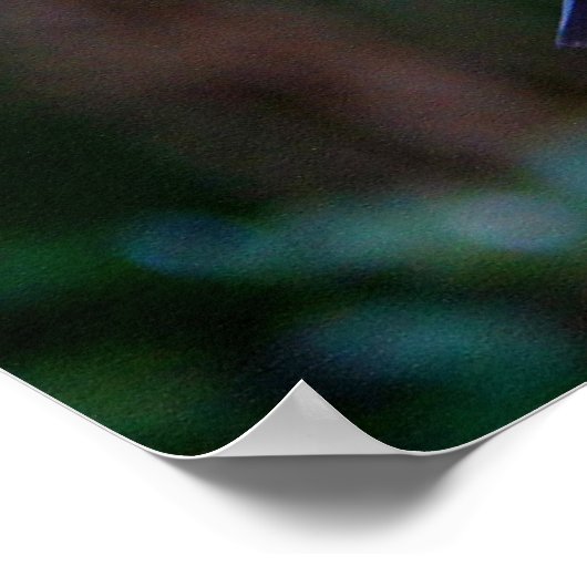 Poster Colibri à queue rousse (Coin)