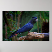 Poster Colibri à queue rousse (Devant)