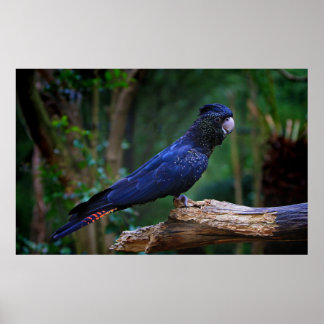 Poster Colibri à queue rousse