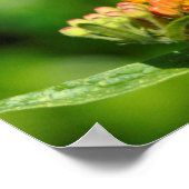 Poster Colibri affamé (Coin)