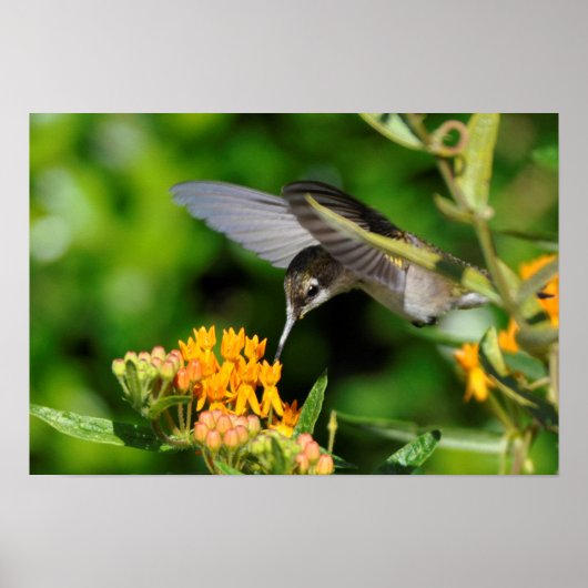 Poster Colibri affamé (Devant)
