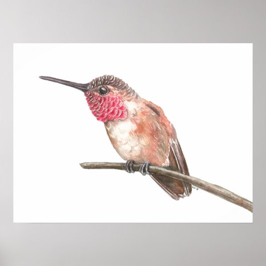Poster Colibri aquarelle (Devant)
