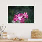 Poster colibri aux lys de beladonna (Cuisine)