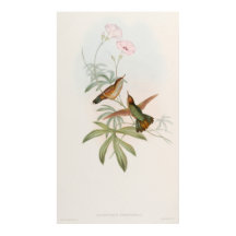 Colibri avocette à queue violette par John Gould