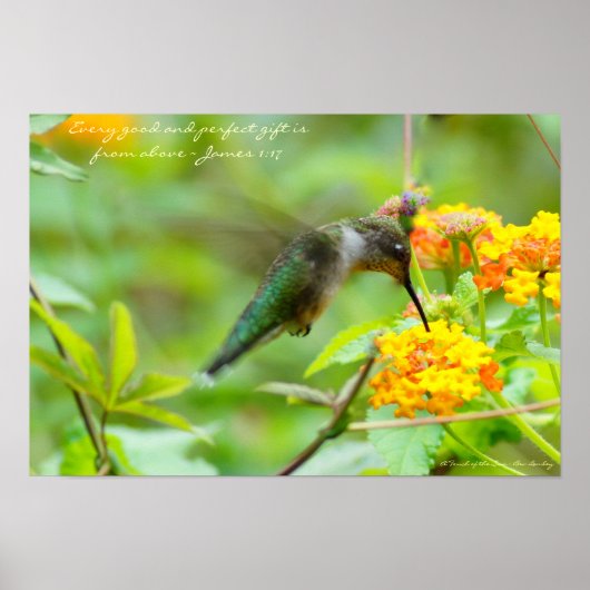 Poster Colibri ~ Chaque cadeau parfait et bon... (Devant)