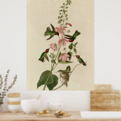 Poster Colibri colombien (Cuisine)