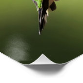 Poster Colibri coloré (Coin)