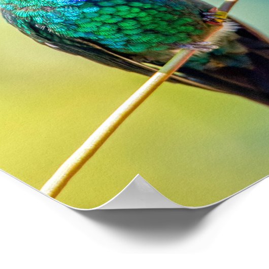 Poster Colibri coloré sur Orange Blossom (Coin)