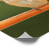 Poster Colibri d'Allen - Rosie 1 (Coin)