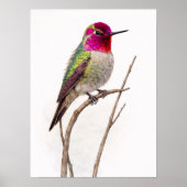 Poster Colibri d'Anna Coloré (Devant)