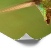 Poster Colibri d'Anna masculine - Rudy 2 (Coin)