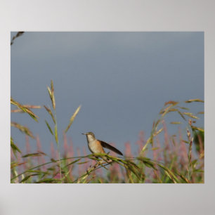 Poster Colibri dans les herbes Ciel bleu nom personnali