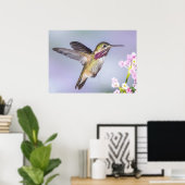 Poster Colibri de Calliope en vol (Bureau à domicile)