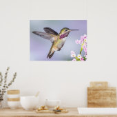 Poster Colibri de Calliope en vol (Cuisine)