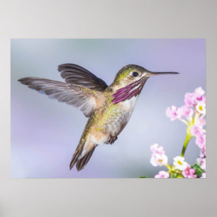 Poster Colibri de Calliope en vol