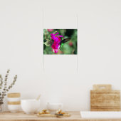 Poster Colibri de caribe à thème vert sur les Bougainvill (Cuisine)