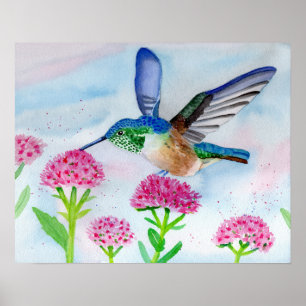 Poster Colibri en aquarelle