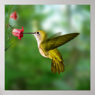 Poster Colibri en vol