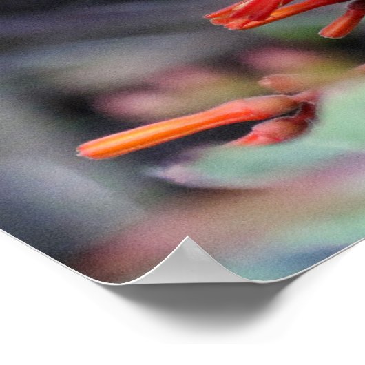 Poster Colibri en vol et fleurs rouges (Coin)