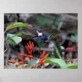 Poster Colibri en vol et fleurs rouges (Devant)