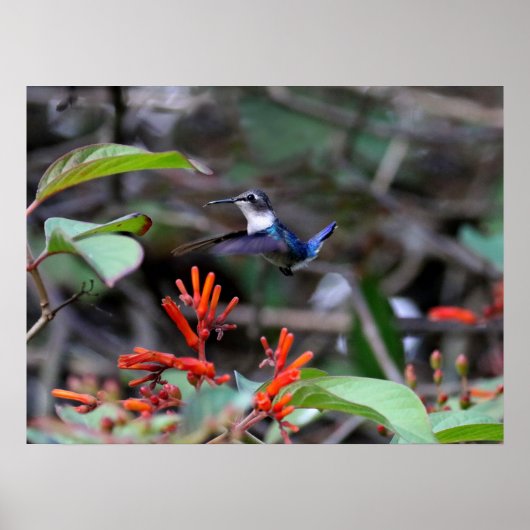 Poster Colibri en vol et fleurs rouges (Devant)