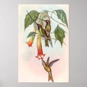 Poster Colibri ensifère par John Gould