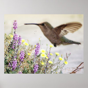 Poster Colibri et Art numérique Fleur sauvage