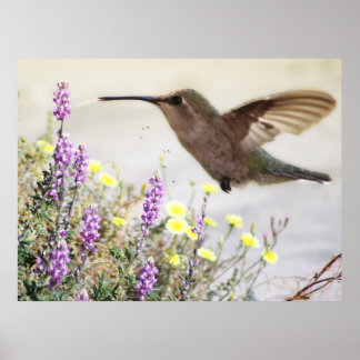 Poster Colibri et Art numérique Fleur sauvage