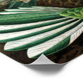 Poster Colibri Extraordinaire Photo par Ernst Haeckel (Coin)