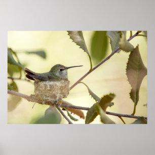 Poster Colibri femelle sur son nid