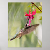 Poster Colibri Fuchsia Favori (Devant)