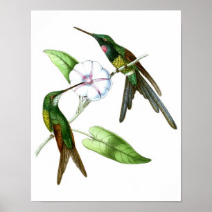Poster Colibri No.4 Antique Histoire Naturelle Imprimer.