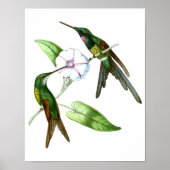 Poster Colibri No.4 Antique Histoire Naturelle Imprimer. (Devant)