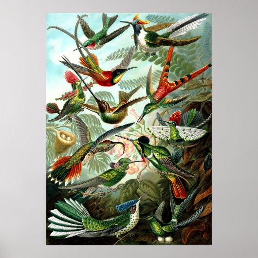 Poster Colibri par Ernst Haeckel (Devant)