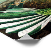 Poster Colibri par Ernst Haeckel (Coin)
