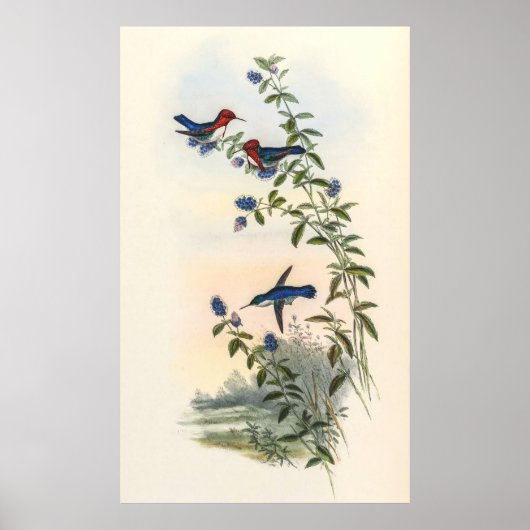 Poster Colibri par John Gould (Devant)