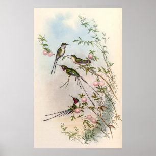 Poster Colibri par John Gould