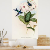 Poster Colibri par John Gould (Cuisine)