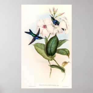 Poster Colibri par John Gould
