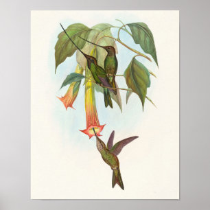 Poster Colibri porte-épée de John Gould