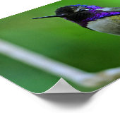 Poster Colibri pourpre (Coin)