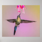 Poster Colibri pourpre à longue queue (Devant)
