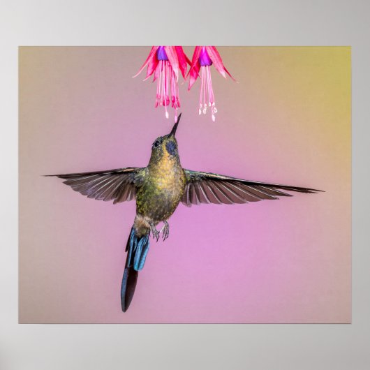 Poster Colibri pourpre à longue queue (Devant)