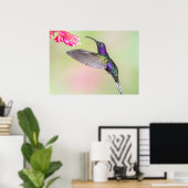 Poster Colibri pourpre en vol (Bureau à domicile)