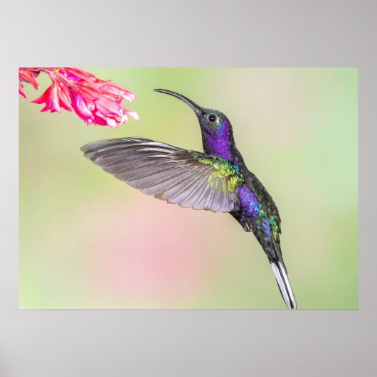 Poster Colibri pourpre en vol (Devant)