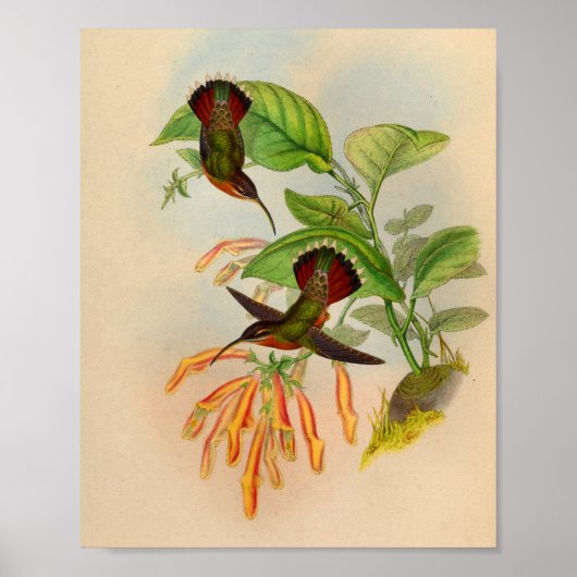 Poster Colibri rouge vintage Imprimer Fleurs orange (Devant)
