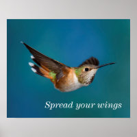 Colibri roux