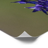 Poster Colibri roux (Coin)