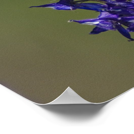 Poster Colibri roux (Coin)