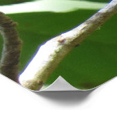 Poster Colibri roux brillant (Coin)